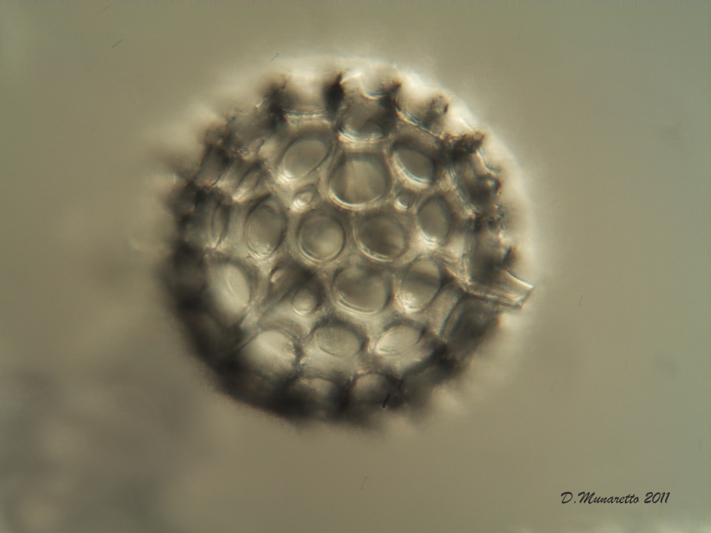 Radiolari Polycystina 6